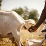 Abergelle goat being milked by a farmer in a rural Ethiopian landscape, 35mm portrait lens, depth of field.