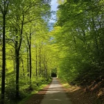 Immagine grandangolare di un sentiero luminoso che si snoda attraverso un bosco verdeggiante verso una radura soleggiata. Obiettivo grandangolare 18mm, messa a fuoco nitida su tutto il paesaggio, luce solare che filtra tra gli alberi creando un'atmosfera di speranza e benessere, simboleggia il percorso verso la salute mentale attraverso tratti positivi e coping.