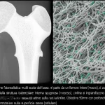 Illustrazione fotorealistica multi-scala dell'osso: si parte da un femore intero (macro), si zooma su un dettaglio della struttura trabecolare interna spugnosa (meso), e infine si ingrandiscono le cellule ossee (osteoblasti e osteoclasti colorati) attive sulla superficie ossea (cellulare). Obiettivo 50mm con profondità di campo per evidenziare le diverse scale.