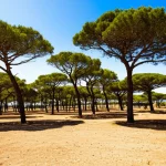Wide-angle landscape photo, 10mm, sharp focus, showing a mixed Scots pine and oak forest under a bright sky in a dry Mediterranean region, illustrating the challenge of climate change adaptation.