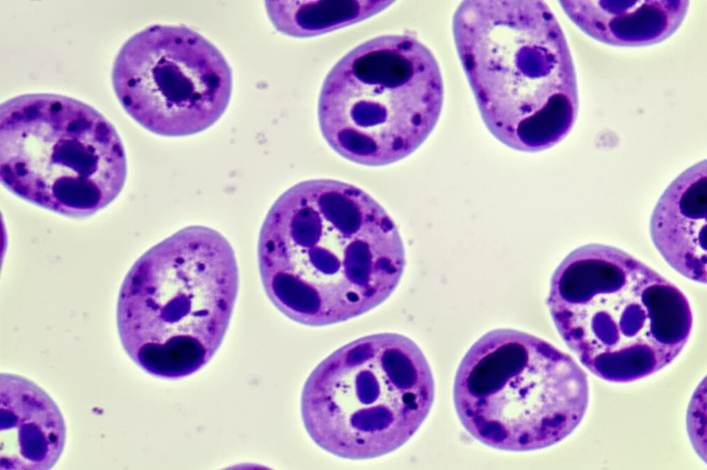 Macro fotografia di cellule cardiache al microscopio, alcune danneggiate dalla Doxorubicina con evidenti segni di stress ossidativo (colore alterato, forma irregolare), altre protette e sane. Illuminazione a fluorescenza per distinguere i diversi stati cellulari, obiettivo macro 100mm, alta definizione.