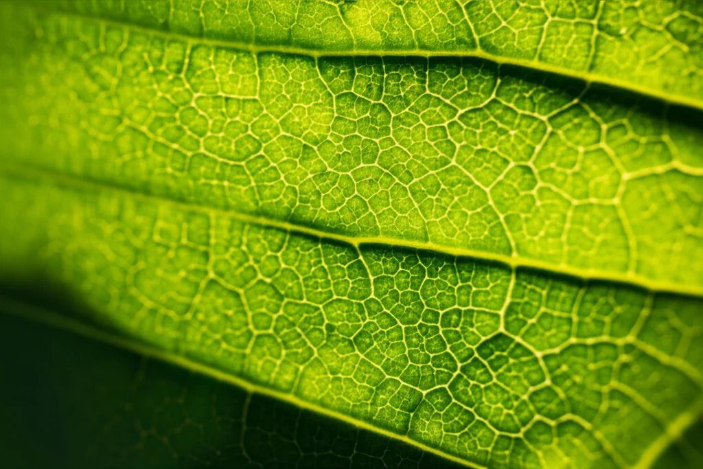 Macro lens, 85mm, close-up estremo di una foglia verde vibrante che mostra chiaramente i piccoli pori degli stomi, alcuni leggermente chiusi. Luce solare filtrata crea un gioco di luci e ombre sulla superficie della foglia, high detail, precise focusing.