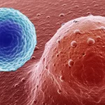 Macro lens, 100mm, high detail, precise focusing, controlled lighting, photorealistic image of a T cell (small, round) interacting closely with a melanoma cancer cell (larger, irregular shape).
