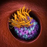 Rendering 3D artistico e fotorealistico che illustra la competizione tra l'omodimero di Filamina C (due molecole arancioni intrecciate, legate all'actina) e l'eterodimero Filamina C-HSPB7 (una molecola arancione legata a una viola), all'interno di una cellula muscolare cardiaca stilizzata. Profondità di campo, illuminazione drammatica, obiettivo 35mm.