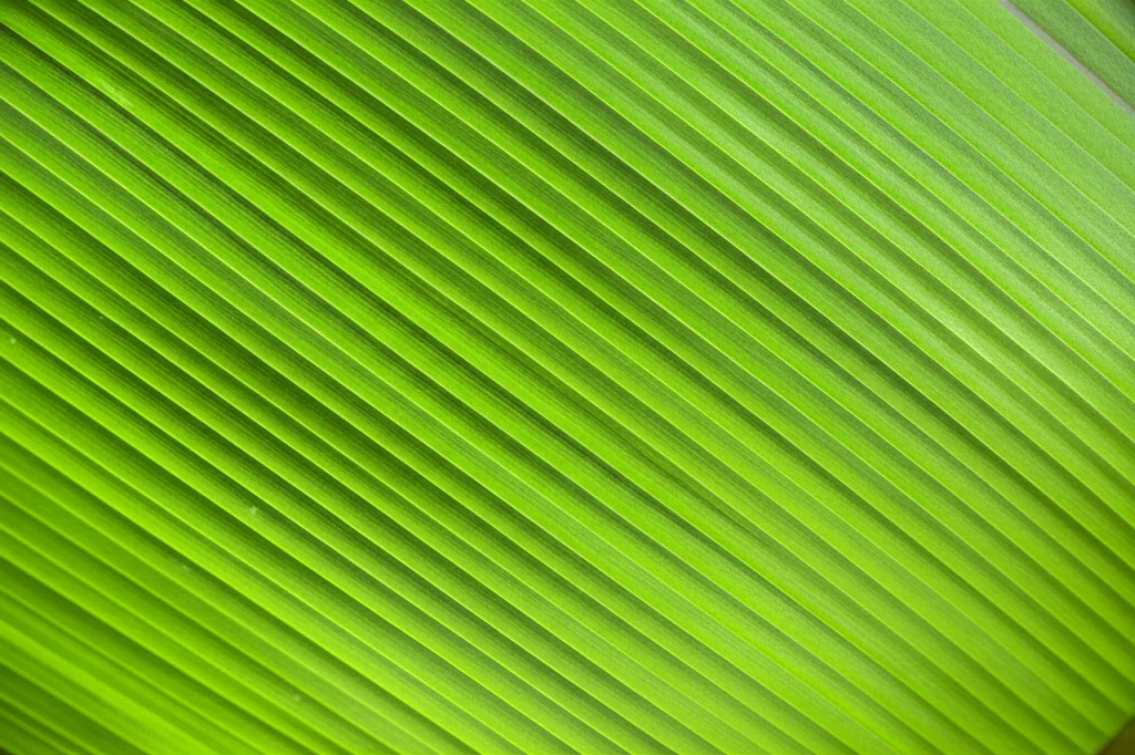 Fotografia macro di una foglia di pianta di Enset (Ensete ventricosum), obiettivo macro 90mm, alta definizione, illuminazione controllata che evidenzia le venature della foglia, sfondo leggermente sfocato del paesaggio agricolo etiope. High detail, precise focusing, controlled lighting.