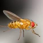 Fotografia macro molto dettagliata di una Drosophila melanogaster in volo simulato, obiettivo macro 90mm, sfondo con effetto mosso per rappresentare il flusso ottico, illuminazione controllata per massima nitidezza sull'insetto.