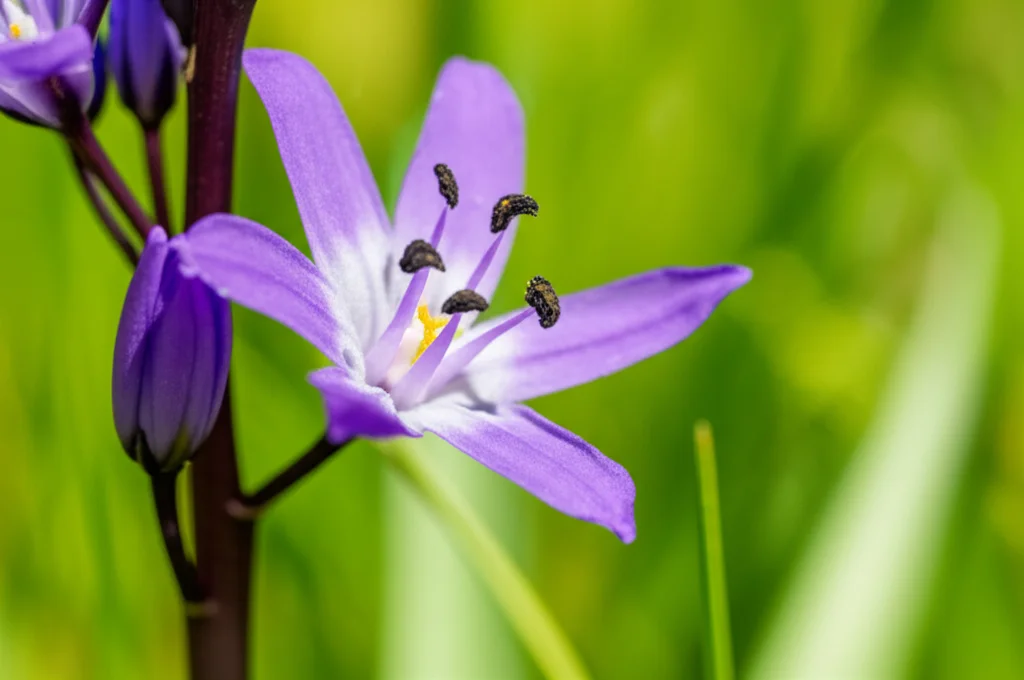 Primo piano macro di un fiore viola brillante di Chouardia litardierei in un prato soleggiato, lente macro 90mm, alta definizione, illuminazione naturale controllata che esalta i dettagli dei petali, sfondo prato verde leggermente sfocato (profondità di campo ridotta).