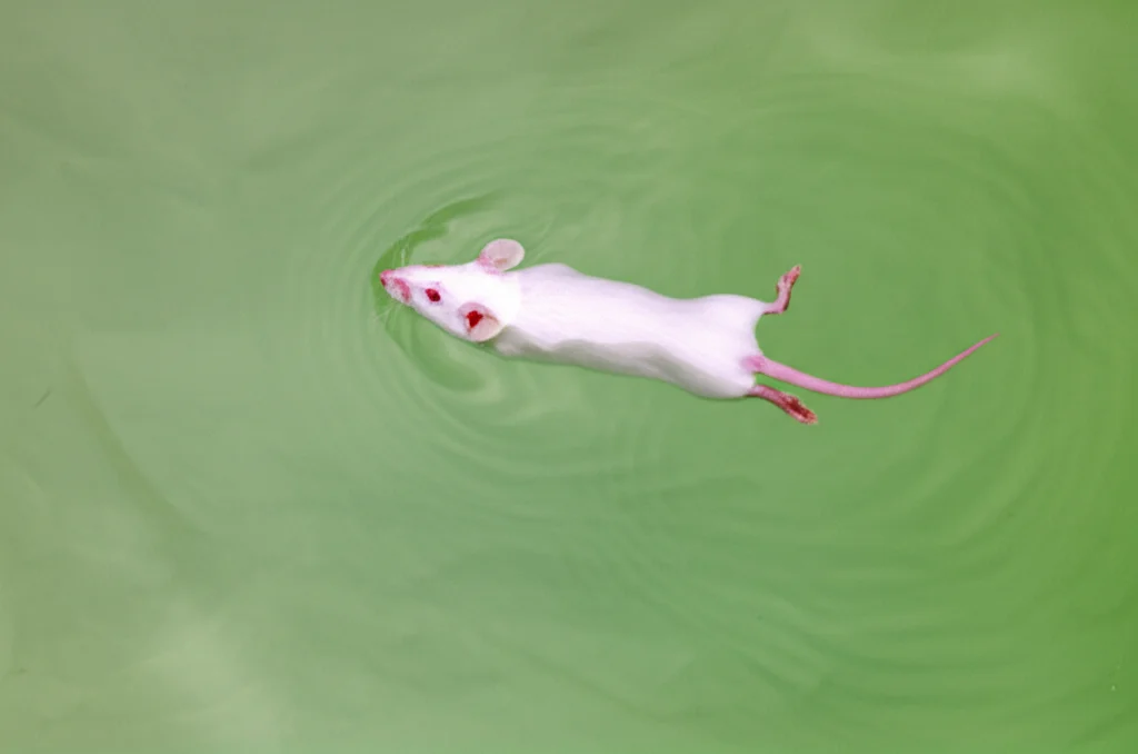 Fotografia di un topo da laboratorio bianco che nuota con successo verso una piattaforma nascosta in un labirinto acquatico di Morris. La scena è ripresa dall'alto, mostrando le tracce nell'acqua torbida. Teleobiettivo zoom 200mm, alta velocità dell'otturatore per congelare il movimento, luce naturale diffusa.