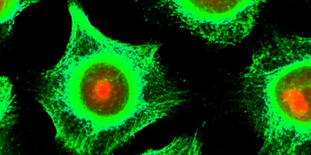 Visualizzazione al microscopio a fluorescenza di nuclei di cellule staminali naïve. Alcuni nuclei mostrano segnali luminosi verdi indicanti la presenza della proteina ATR fosforilata (pATR-S428), mentre altri mostrano segnali rossi per il marcatore di danno al DNA γH2AX. Contrasto elevato, alta risoluzione, stile scientifico fotorealistico.