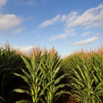 Campo sperimentale di mais con file ordinate di diverse varietà sotto un cielo parzialmente nuvoloso, obiettivo grandangolare 20mm, messa a fuoco nitida sull'intera scena, luce naturale del tardo mattino, che evidenzia la diversità genetica e le condizioni di crescita in campo aperto rilevanti per lo studio dei metaboliti.