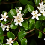 Photorealistic image of a rare Myrceugenia plant with small leaves and flowers, macro lens, 80mm, high detail, precise focusing, controlled lighting.