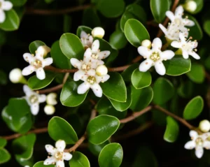 Photorealistic image of a rare Myrceugenia plant with small leaves and flowers, macro lens, 80mm, high detail, precise focusing, controlled lighting.