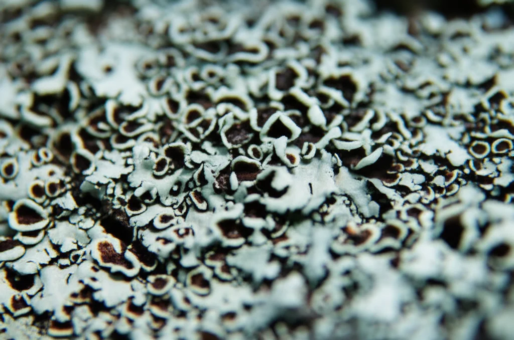 Close-up macro scatto di un vibrante lichene forioso verde che cresce su corteccia di alberi scuri, lenti macro da 100 mm, dettagli elevati, focalizzazione precisa, illuminazione morbida controllata naturale, catturando la complessa consistenza del tallo.