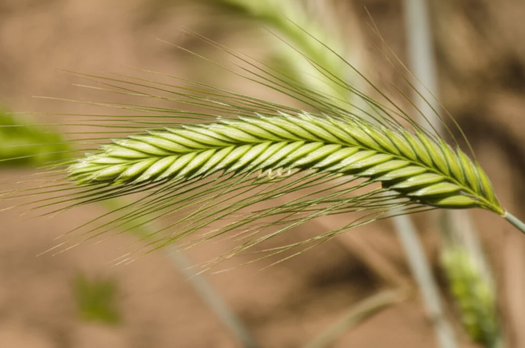 A cluster of green Aegilops tauschii spikes, the wild ancestor of wheat, in a natural, sunlit setting. Macro lens, 100mm, high detail, precise focusing, showcasing the plant's delicate structure against a slightly blurred background of its arid habitat.