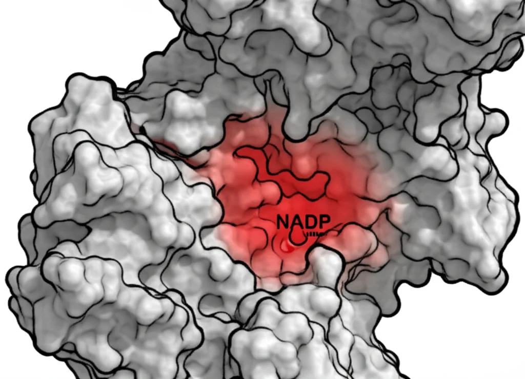 Modello 3D dettagliato della proteina NADPH-Citochromo P450 Reduttasi che mostra il sito di legame del NADP. Una versione mostra la struttura normale, l'altra mostra la distorsione causata dalla fosforilazione di Tyr604, evidenziata in rosso acceso. Lente macro 100mm, illuminazione drammatica per enfatizzare la tasca di legame, alta definizione.