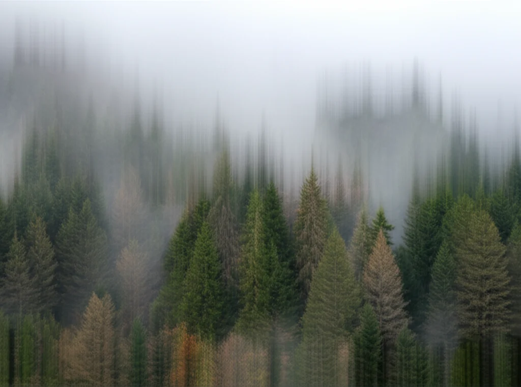Telephoto zoom 100-400mm shot focusing on a section of a forest canopy with visible atmospheric distortion or heat haze, symbolizing the complex land-atmosphere interactions and teleconnections discussed in the article.