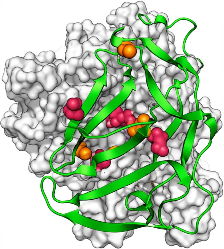 Illustrazione medica che mostra la molecola di transferrina (una proteina complessa) con siti di legame per atomi di ferro (sfere rosse). Alcuni siti sono occupati (TSAT alta), altri liberi (contribuendo a TIBC). Focus preciso sulla struttura molecolare, sfondo scientifico astratto.