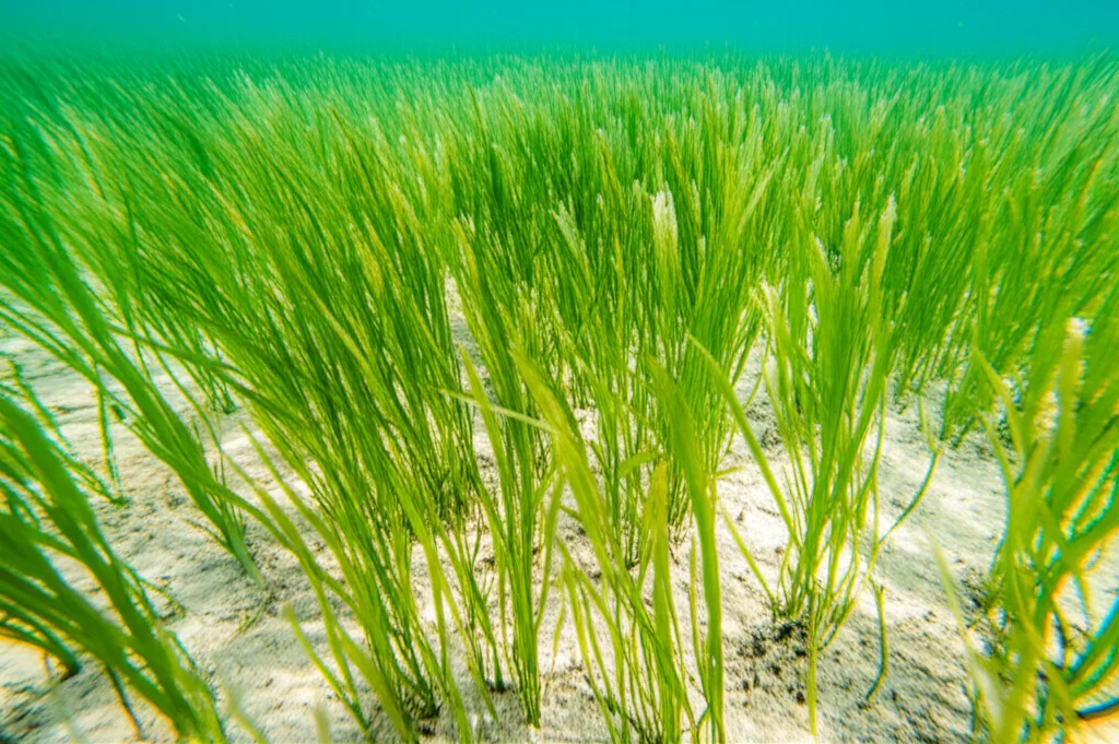 Prateria sottomarina di Zostera marina illuminata da raggi solari che filtrano dalla superficie, macro lens 105mm, alta definizione, focus preciso sulle foglie verdi brillanti e sulla texture del fondale sabbioso, luce controllata e naturale.