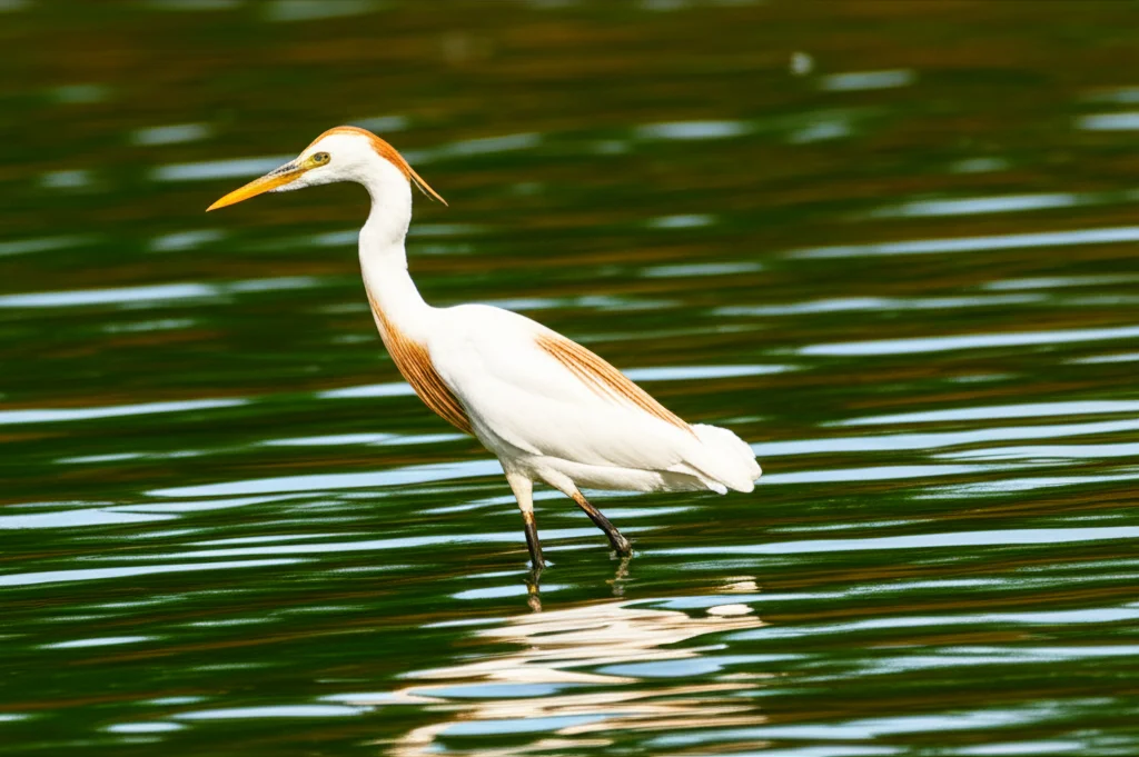 Primo piano di un Airone guardabuoi (Bubulcus ibis) in una zona umida dell'Odisha. Telephoto zoom lens 300mm, fast shutter speed per catturare il dettaglio del piumaggio bianco, sfondo naturale sfocato (bokeh), action tracking per seguire il movimento dell'uccello.