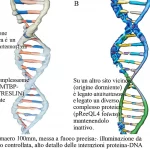 Illustrazione fotorealistica di un doppio filamento di DNA a livello molecolare. Su un sito (origine baseline) è visibile un complesso proteico (MTBP-TICRR/TRESLIN) chiaramente legato e attivo. Su un altro sito vicino (origine dormiente) è legato un diverso complesso proteico (pRecQL4 fosforilata), mantenendolo inattivo. Obiettivo macro 100mm, messa a fuoco precisa, illuminazione da laboratorio controllata, alto dettaglio delle interazioni proteina-DNA.