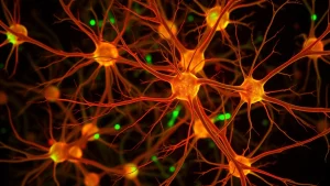 Immagine macro ad alta definizione di neuroni umani SH-SY5Y in coltura che mostrano una differenziazione attiva indotta da inibitori di miRNA. Si osservano corpi cellulari e neuriti estesi e ramificati, evidenziati da marcatori fluorescenti. Illuminazione da microscopia confocale, obiettivo macro 100mm, alta risoluzione, sfondo scuro per contrasto.