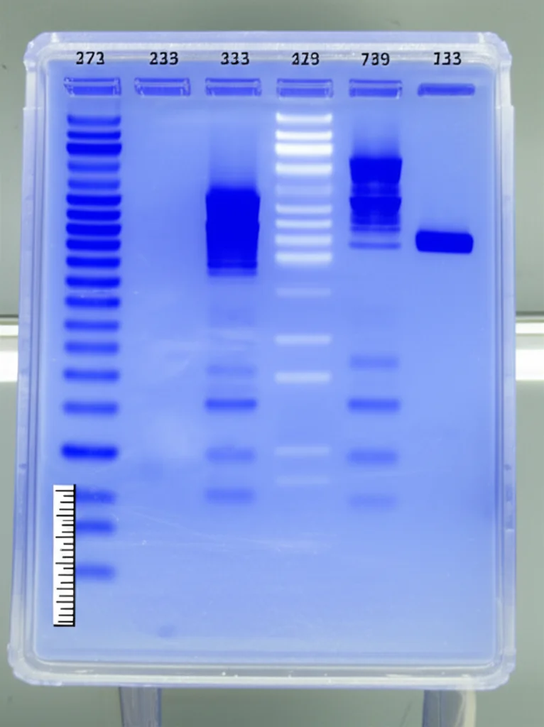 Immagine dettagliata di un gel SDS-PAGE blu brillante (colorato con Coomassie Blue) appoggiato su una light box. Si vedono chiaramente diverse corsie con bande proteiche di varie intensità e posizioni, corrispondenti a diversi pesi molecolari. Una scala di peso molecolare è visibile a lato. Obiettivo macro 60mm, messa a fuoco precisa sulle bande, alta definizione.