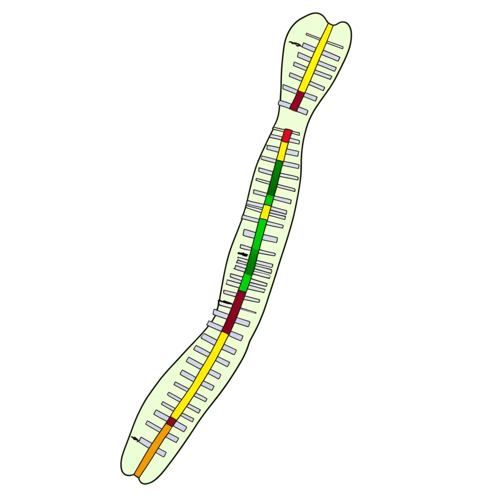 Visualizzazione grafica di un cromosoma di lupino con marcatori DArT-seq evidenziati, stile infografica scientifica, colori chiari e contrastanti, alta risoluzione.