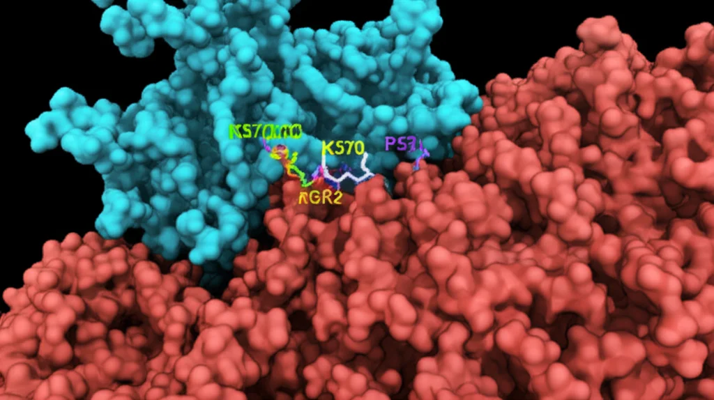 Illustrazione 3D fotorealistica dell'interazione molecolare tra la proteina SIRT2 (in blu) e la proteina P53 (in rosso), con un focus sul sito di acetilazione K370 su P53. L'inibitore AGK2 (molecola piccola) si lega a SIRT2, impedendo la deacetilazione. Dettagli molecolari precisi, illuminazione drammatica, obiettivo macro 60mm.