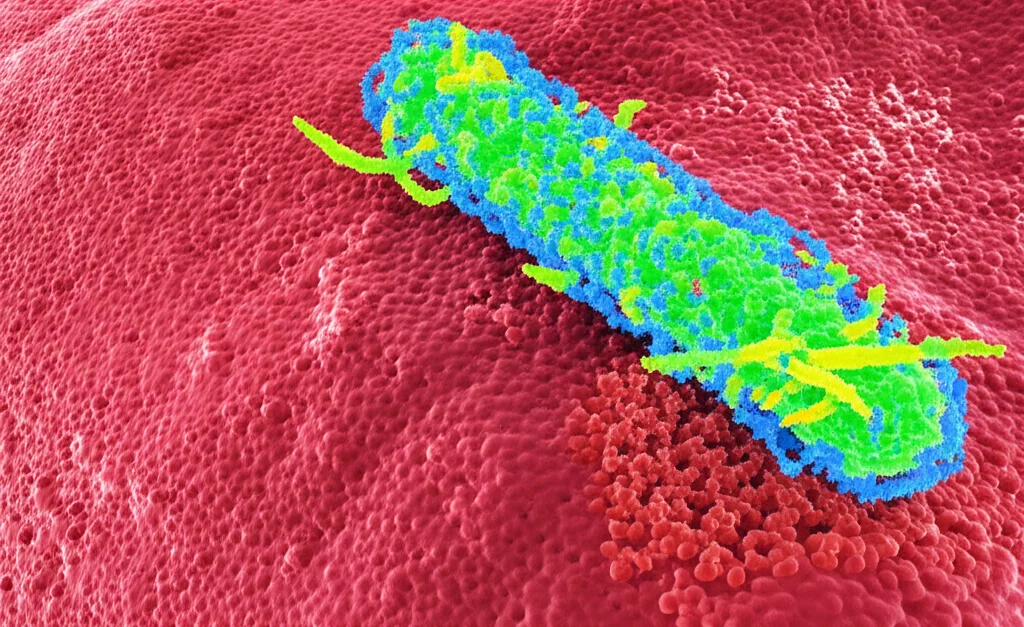 Visualizzazione astratta del ciclo metabolico del glucosio interrotto all'interno di una cellula batterica Staphylococcus aureus, colori vivaci che rappresentano l'energia bloccata, stile infografica scientifica, alta definizione, obiettivo 60mm.
