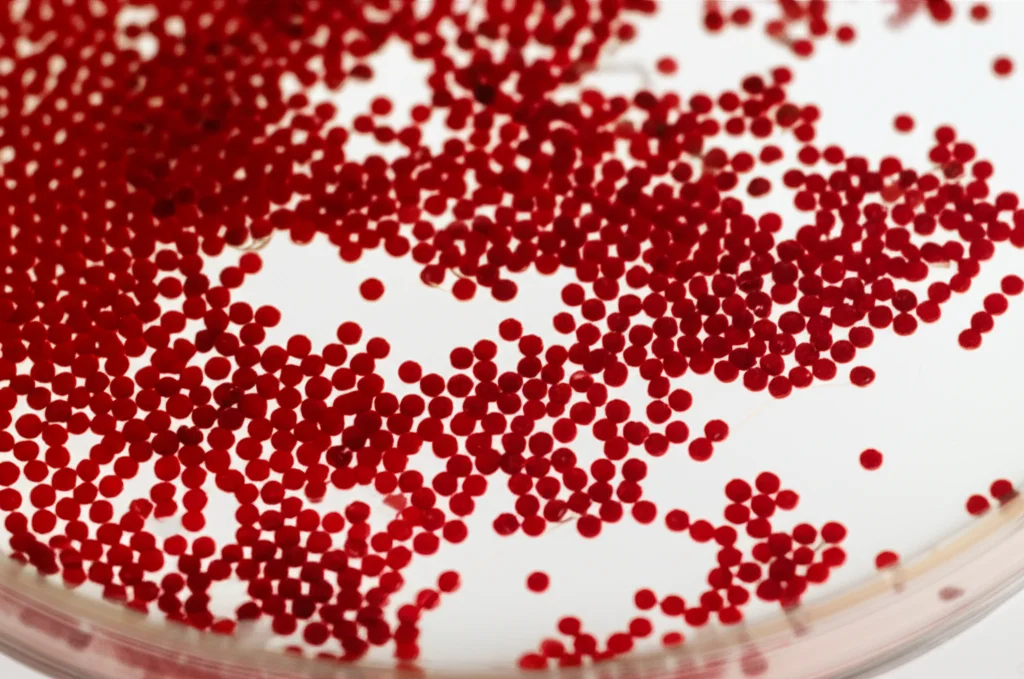 Macro fotografia di granuli batterici anammox di colore rossastro brillante sospesi in un liquido limpido all'interno di un bioreattore di vetro da laboratorio. Illuminazione laterale controllata che evidenzia la texture dei granuli. Macro lens 100mm, high detail, precise focusing.