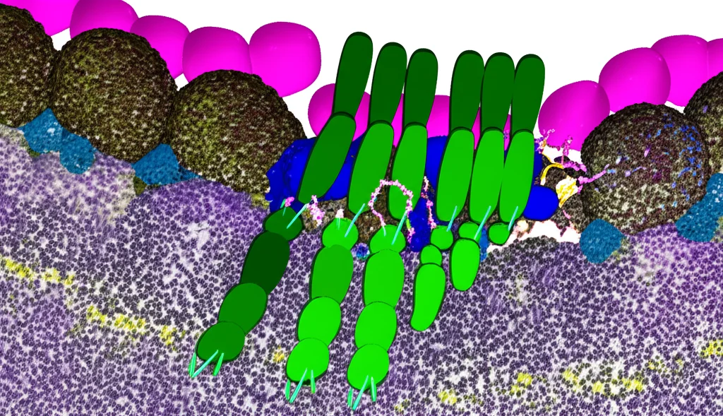 Immagine fotorealistica, obiettivo macro 100mm, che mostra una sezione stilizzata di una membrana cellulare con lipid rafts evidenziati, alta definizione, illuminazione controllata, colori vibranti per distinguere i diversi lipidi (sfingomieline, glicosfingolipidi).