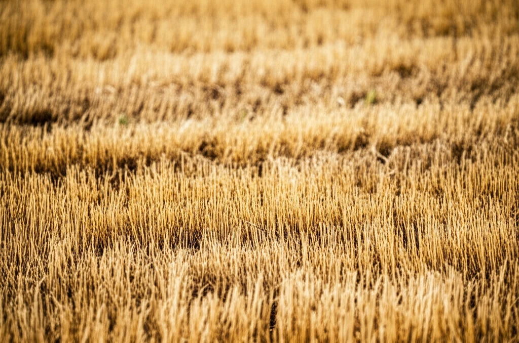 Scatto macro, obiettivo da 80 mm, balle di fieno di avena che si asciugano in un campo sotto il sole, dettagli elevati, illuminazione controllata, enfatizzando la consistenza e il colore dorato.