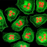 Microscope view of cells with fluorescent markers showing GPCR activity, macro lens, 100mm, high detail, precise focusing, controlled lighting.