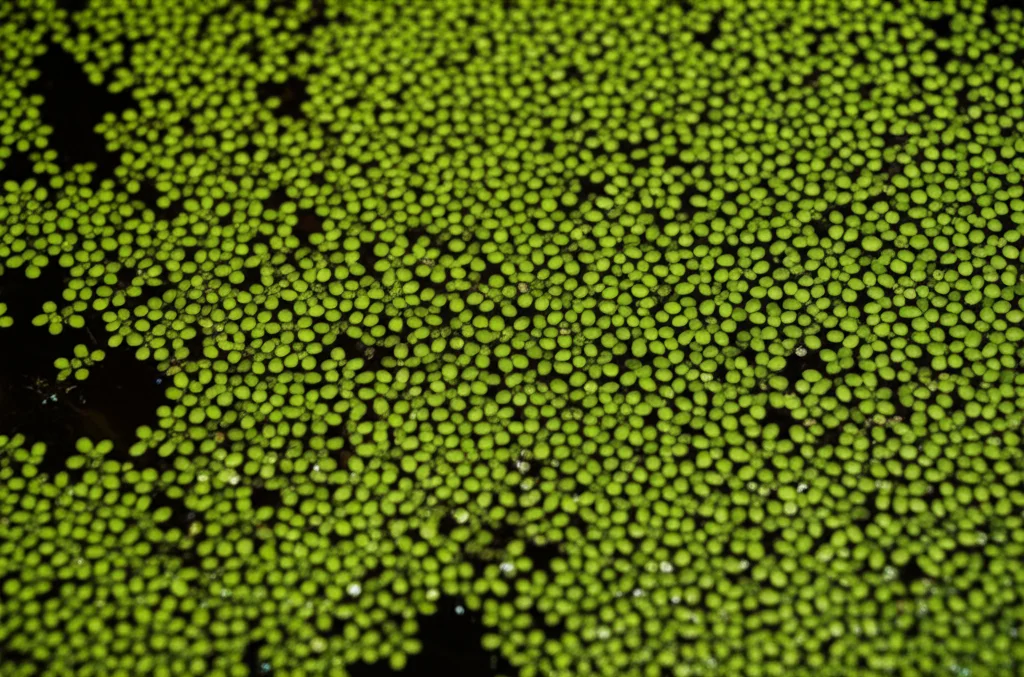 Duckweed growing in a simple container indoors under artificial light, controlled lighting, macro lens, 60mm, high detail, representing indoor cultivation potential in extreme conditions.