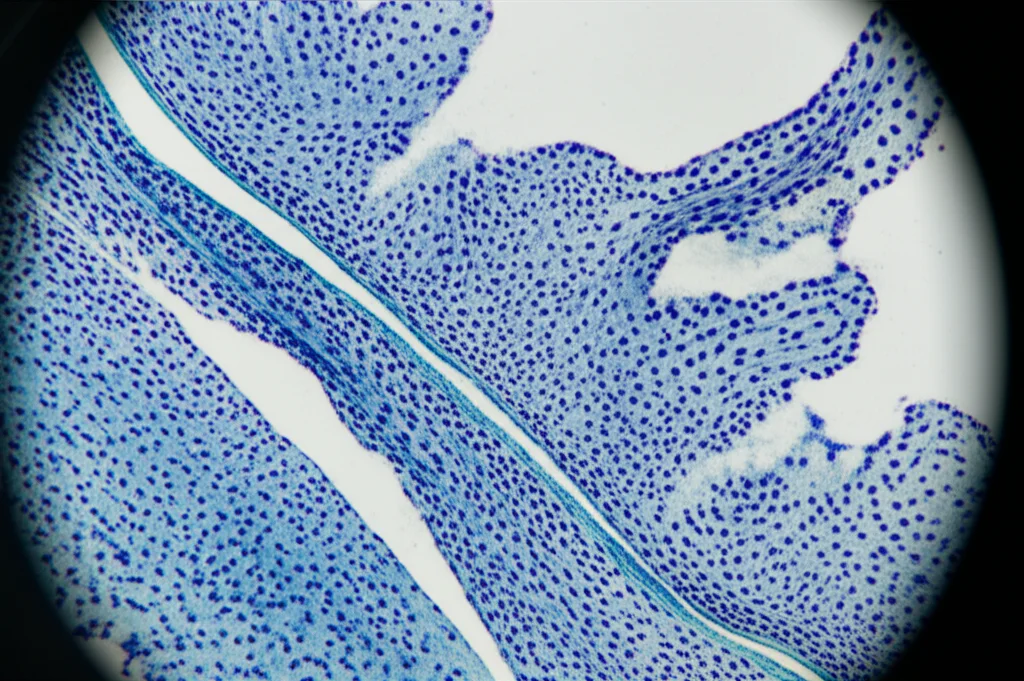 Microscopic image showing dense, organized collagen fibers in healing tissue, stained blue with Masson's trichrome, macro lens, 60mm, high detail.