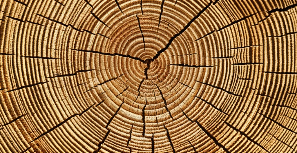 Macro photo, 60mm, high detail, precise focusing, showing tree rings on a core sample from a Scots pine, illustrating annual growth patterns and drought response.
