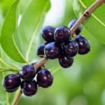 A vibrant cluster of deep purple Syzygium cumini (Jamun) fruits hanging from a branch, wide-angle lens, 24mm, high detail, natural lighting.