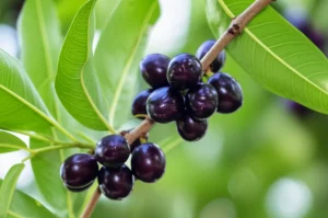 A vibrant cluster of deep purple Syzygium cumini (Jamun) fruits hanging from a branch, wide-angle lens, 24mm, high detail, natural lighting.
