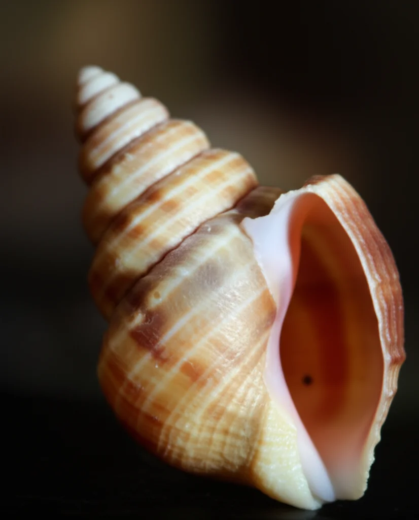 A detailed close-up of a single marine snail shell, macro lens, 105mm, high detail, precise focusing, controlled lighting.