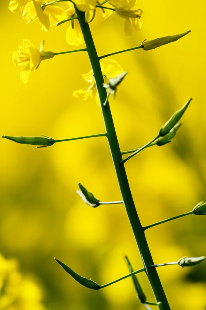 Close-up of rapeseed siliqua (pods) on a plant stem, macro lens, 90mm, high detail, precise focusing.